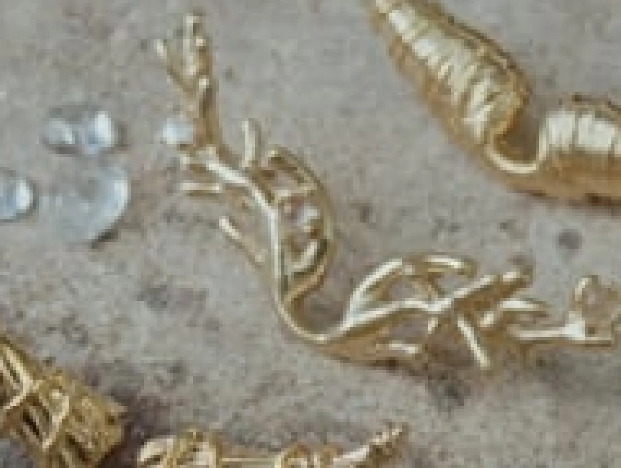 Zadig & Voltaire Sacs A Bandoulière^Pochette Goossens Rock En Relief